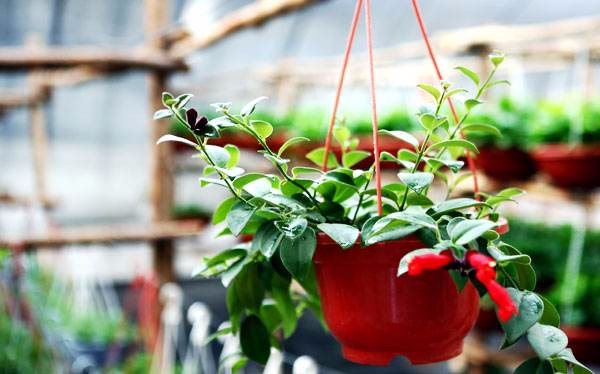 植物可以除甲醛嗎？哪些植物除甲醛效果好